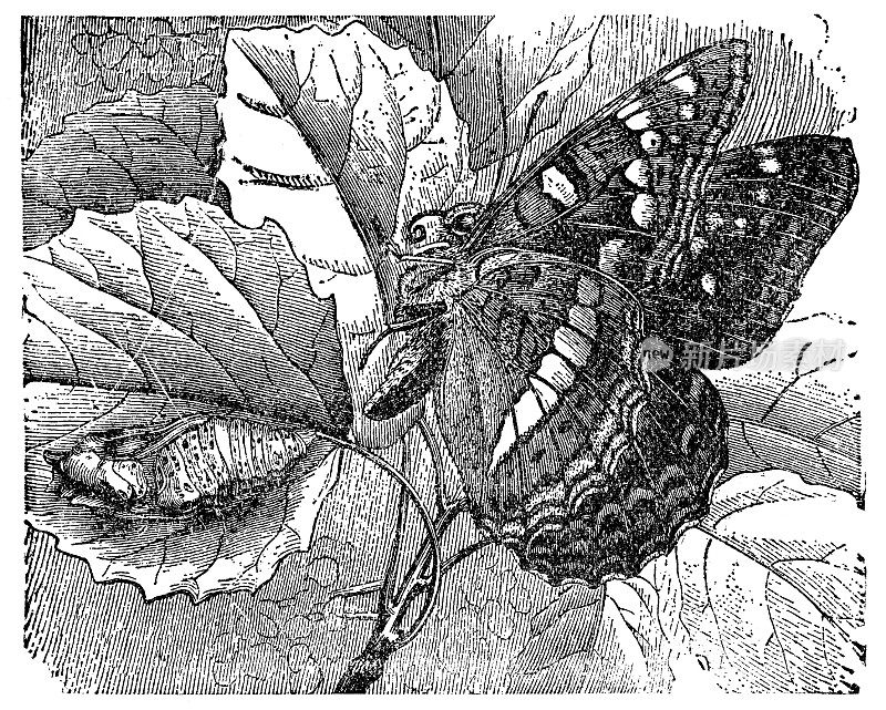 白杨海军蝴蝶昆虫(Limenitis Populi) - 19世纪